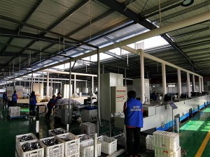 Factory ncig saib (10)